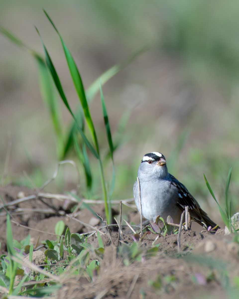 White-crowned Sparrow - ML636133359