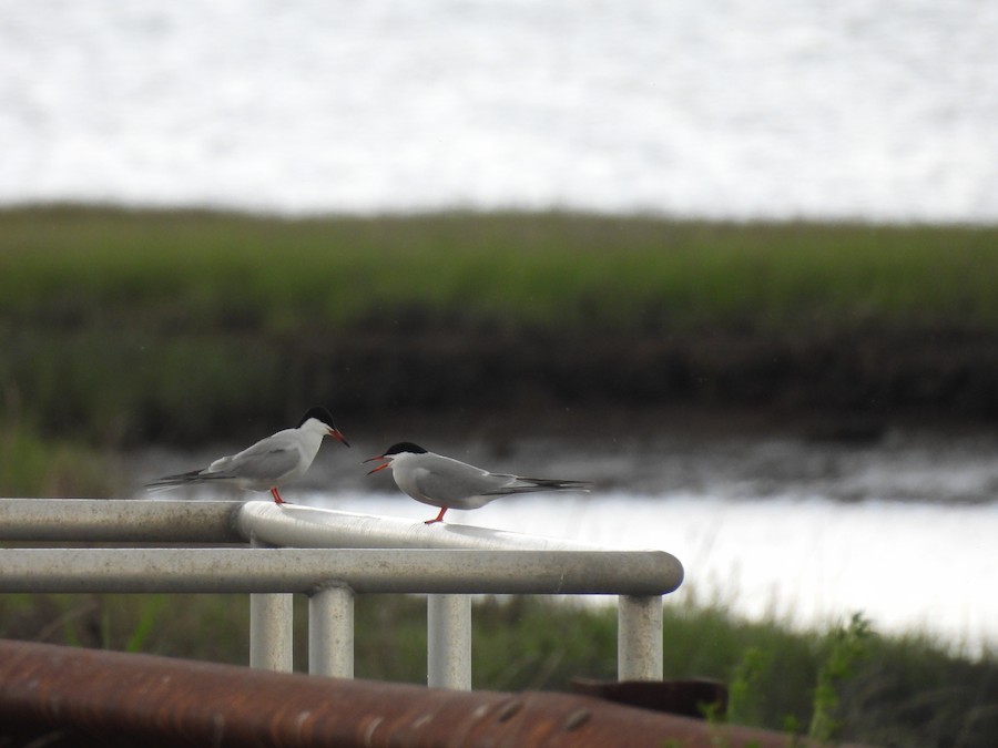 Common Tern - Victoria Tricarico