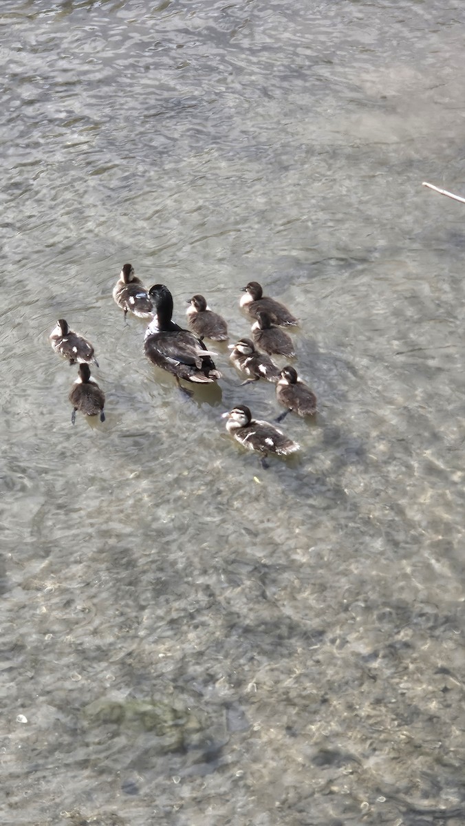 Mallard - ML636133405