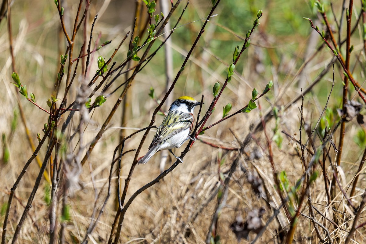 Chestnut-sided Warbler - ML636133506