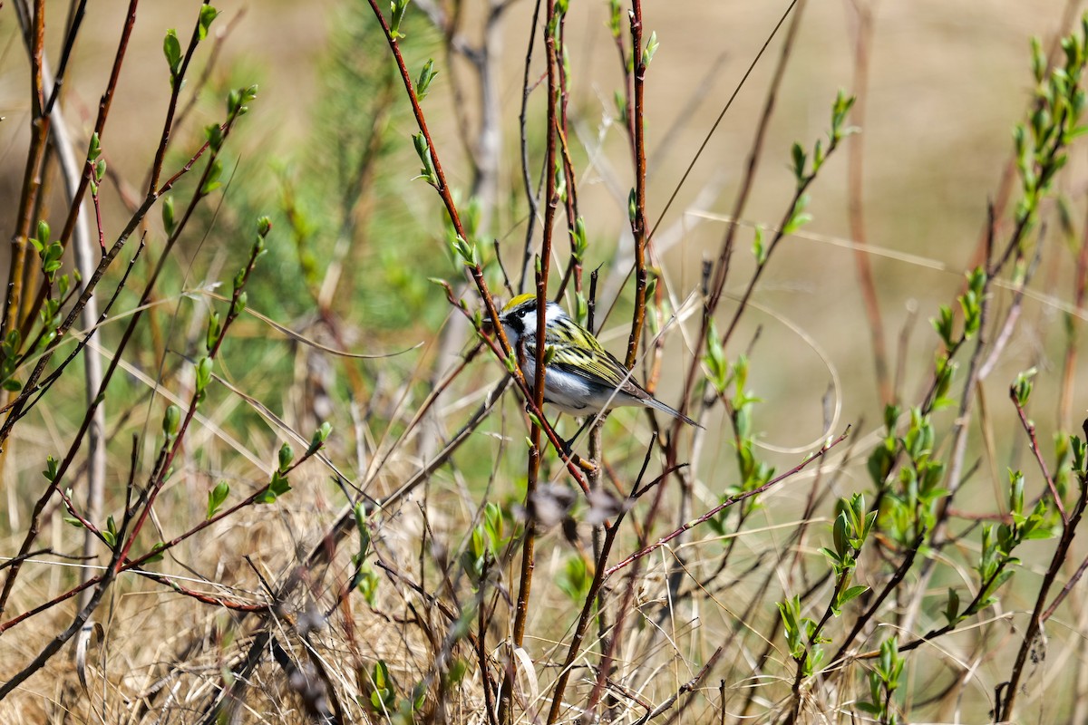 Chestnut-sided Warbler - ML636133507