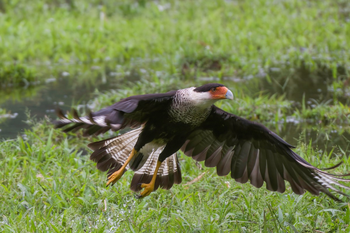 Crested Caracara - ML636133516