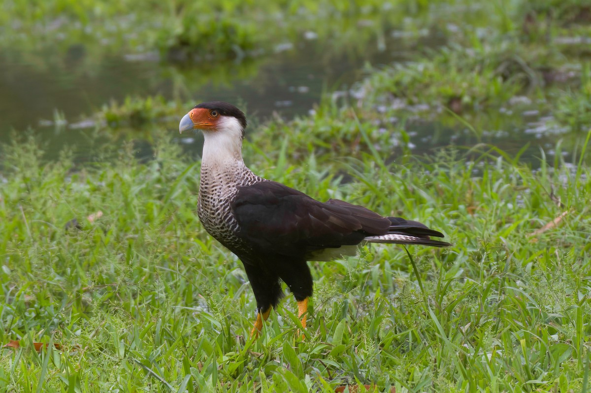 Crested Caracara - ML636133517