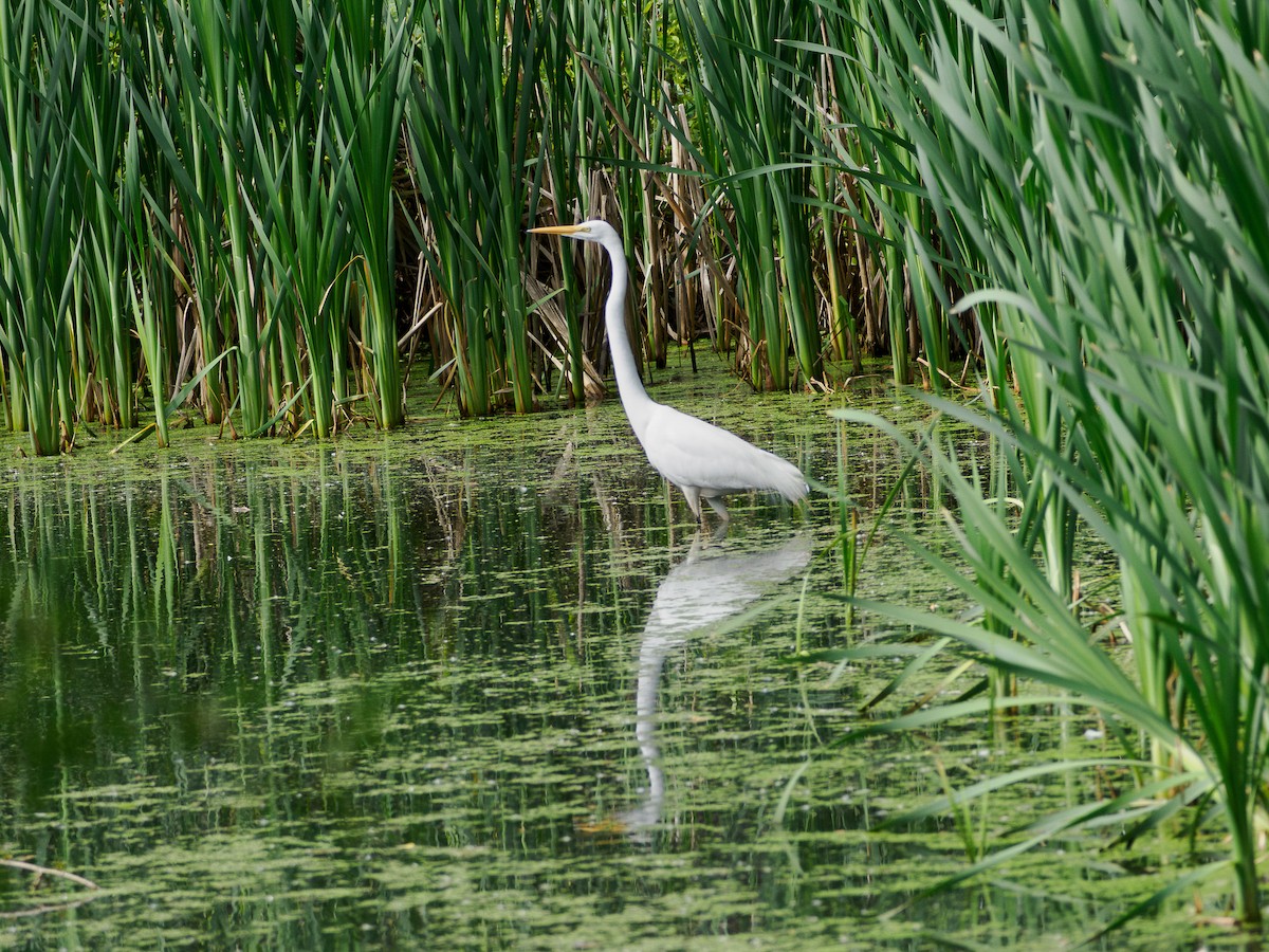 Цасч дэглий - ML636133518