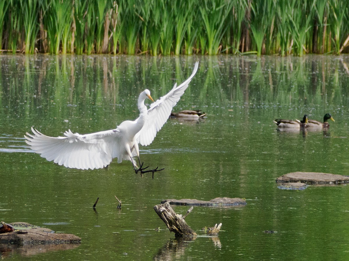 Цасч дэглий - ML636133519