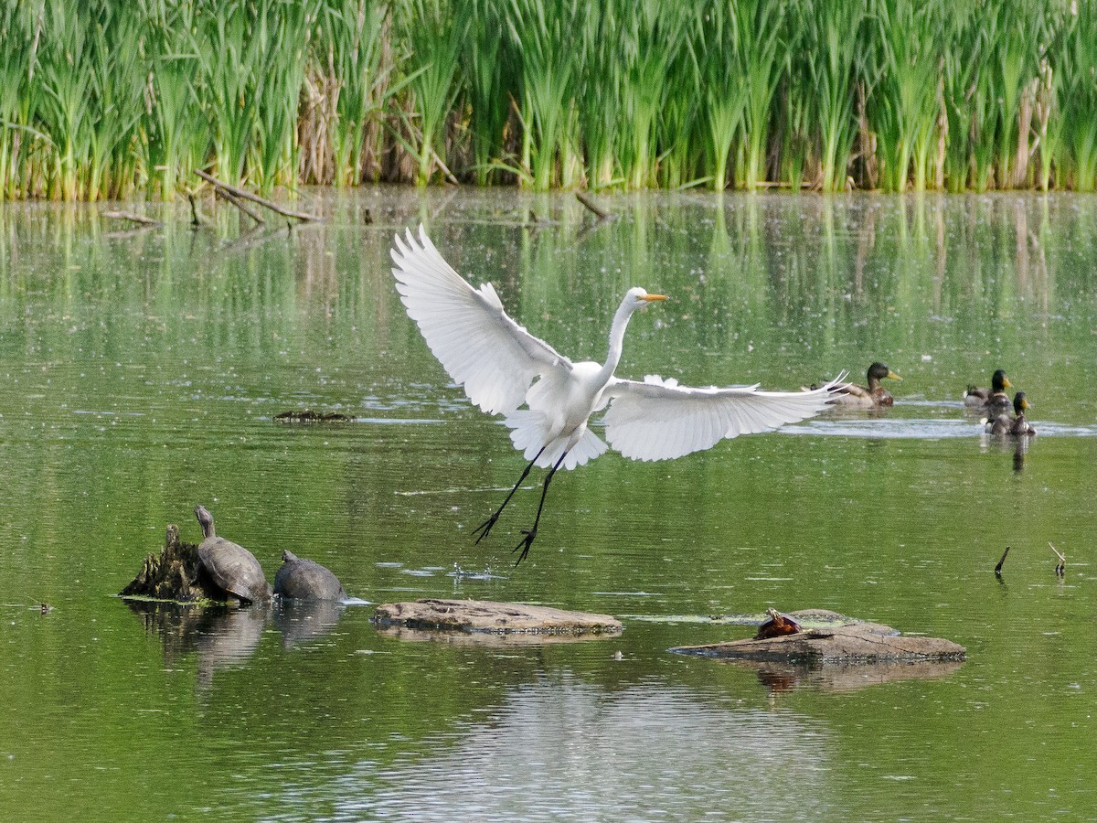 Цасч дэглий - ML636133520