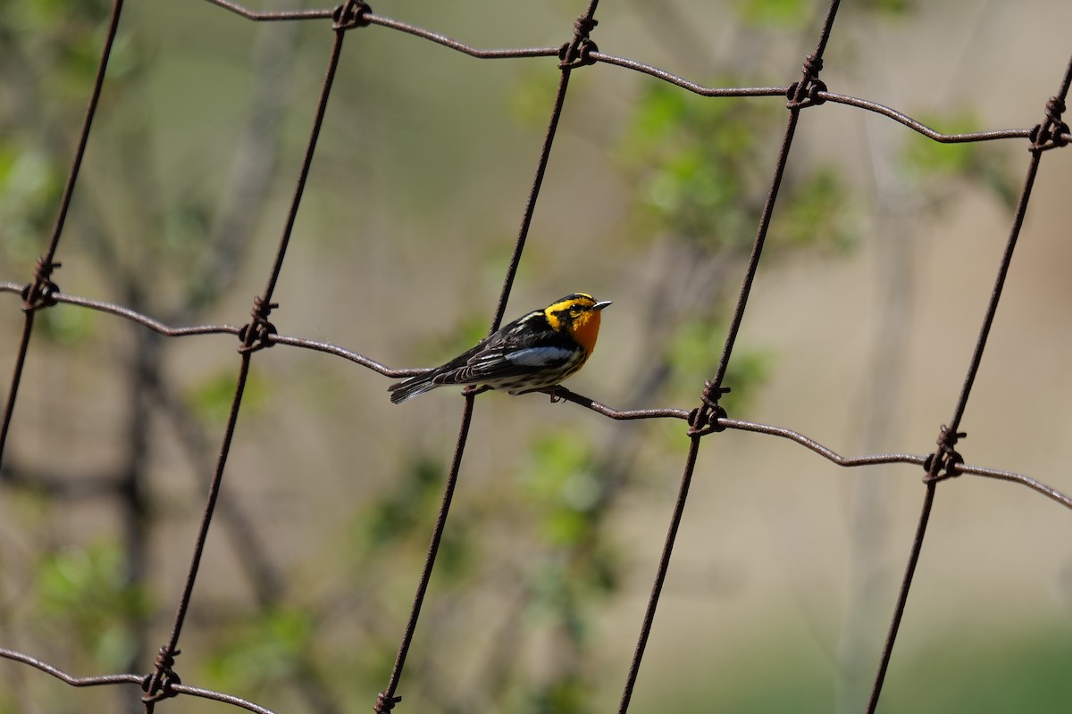 Blackburnian Warbler - ML636133522