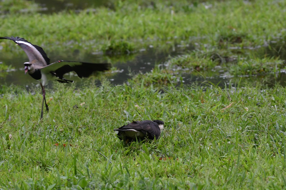 Southern Lapwing - ML636133563