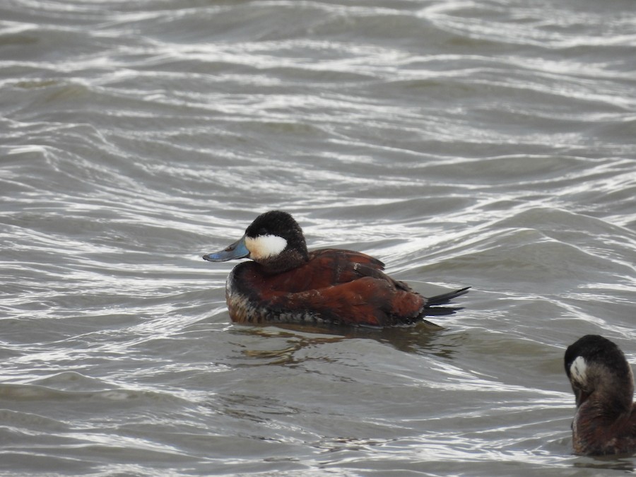 Ruddy Duck - Victoria Tricarico