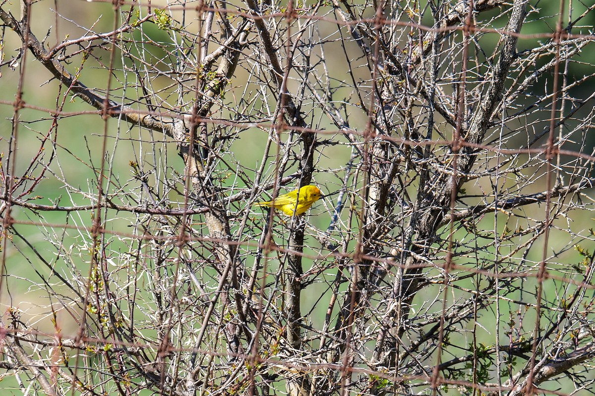 Yellow Warbler (Northern) - ML636133575