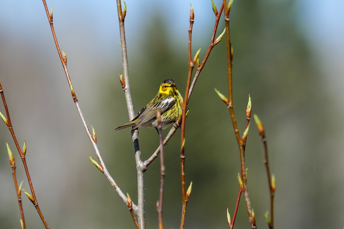Cape May Warbler - ML636133590