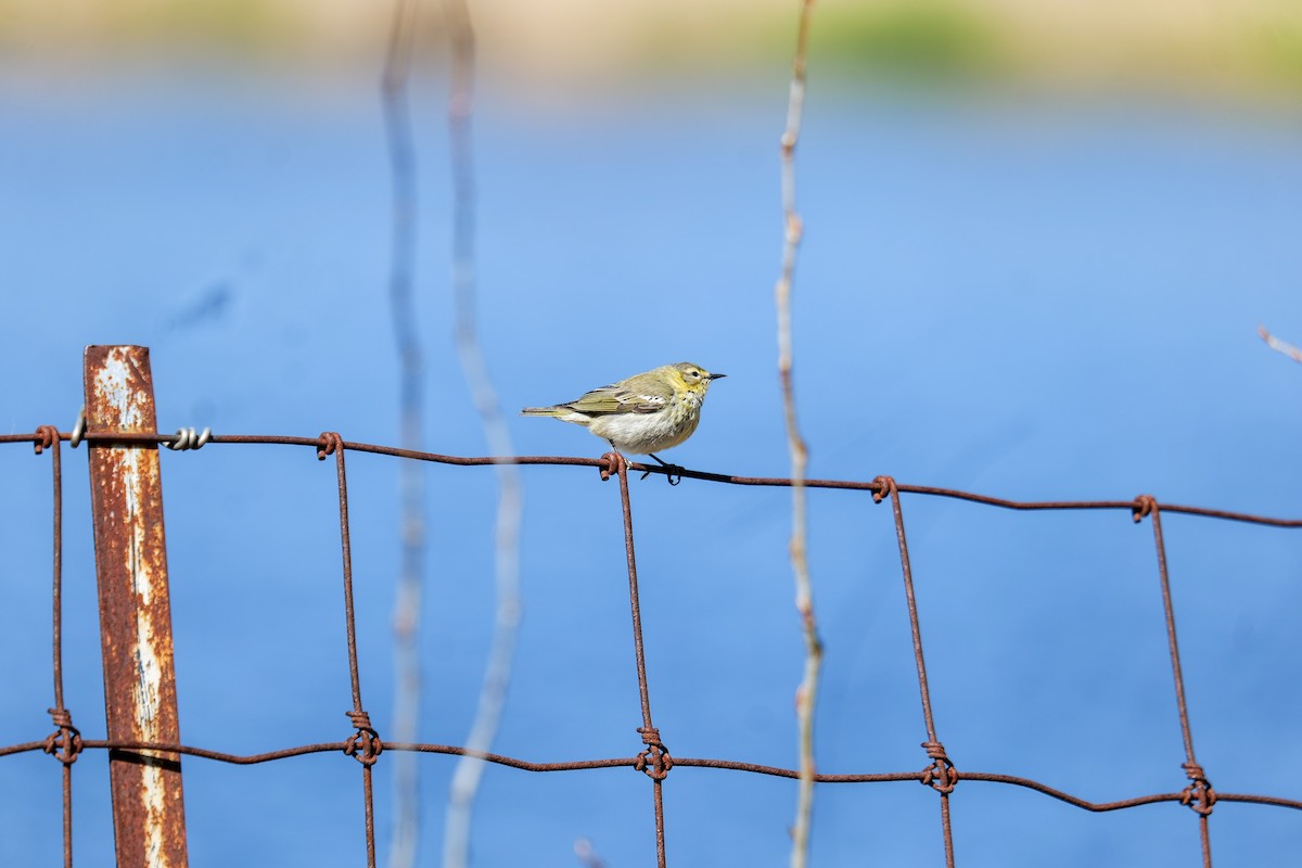 Cape May Warbler - ML636133592