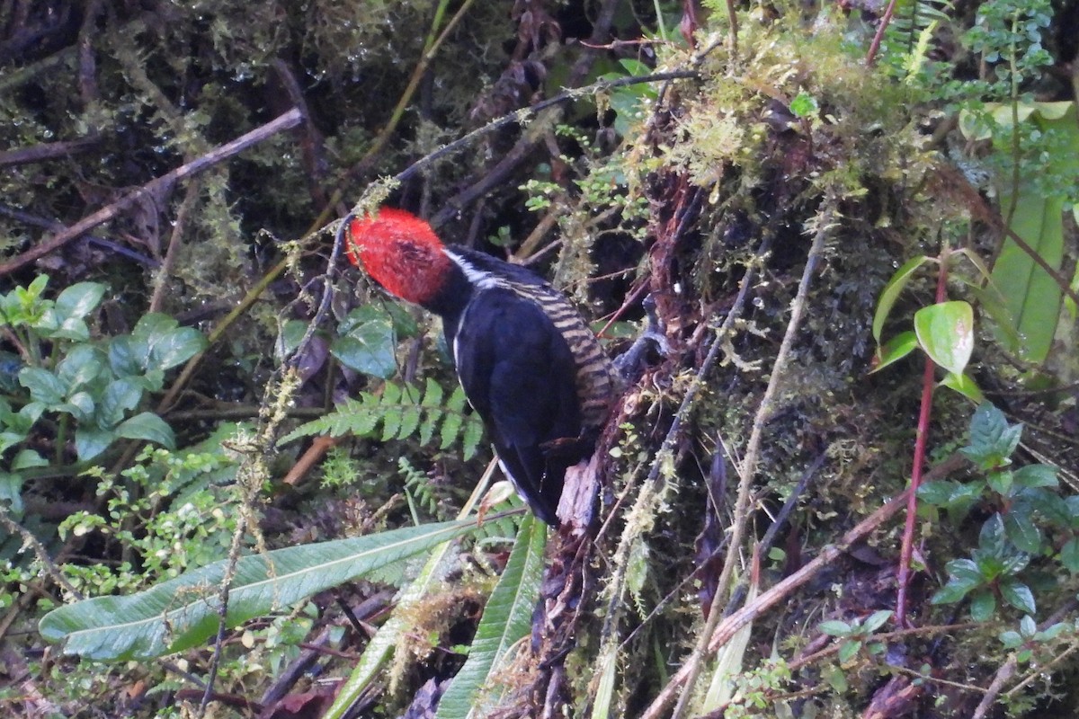 Powerful Woodpecker - ML636133600