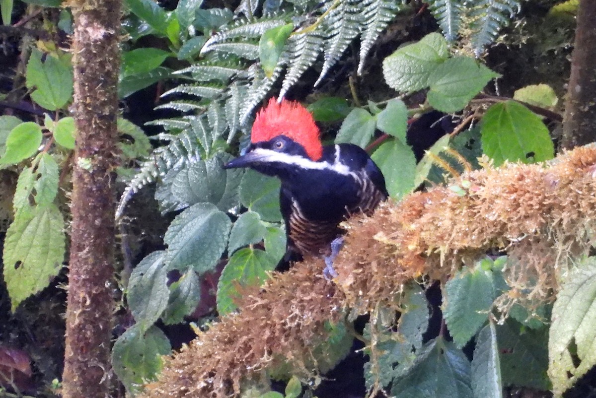 Powerful Woodpecker - ML636133602