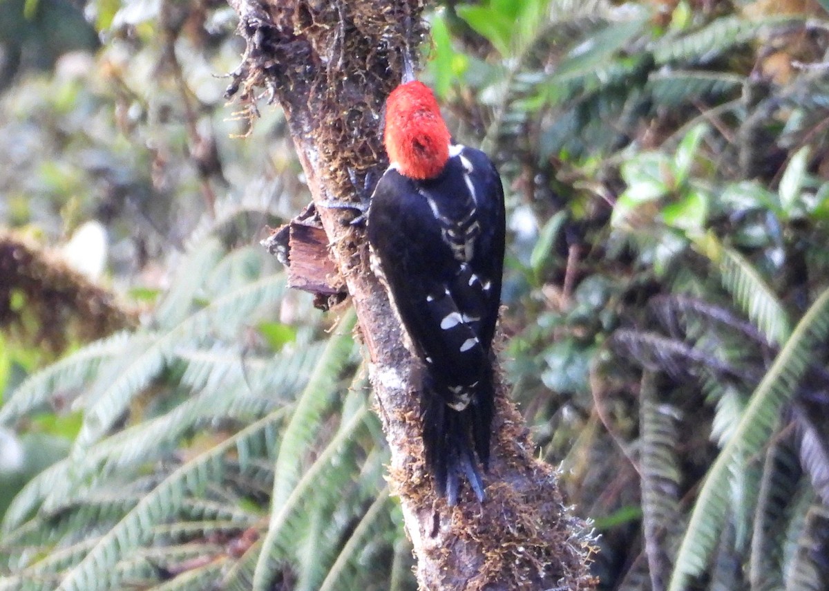 Powerful Woodpecker - ML636133604