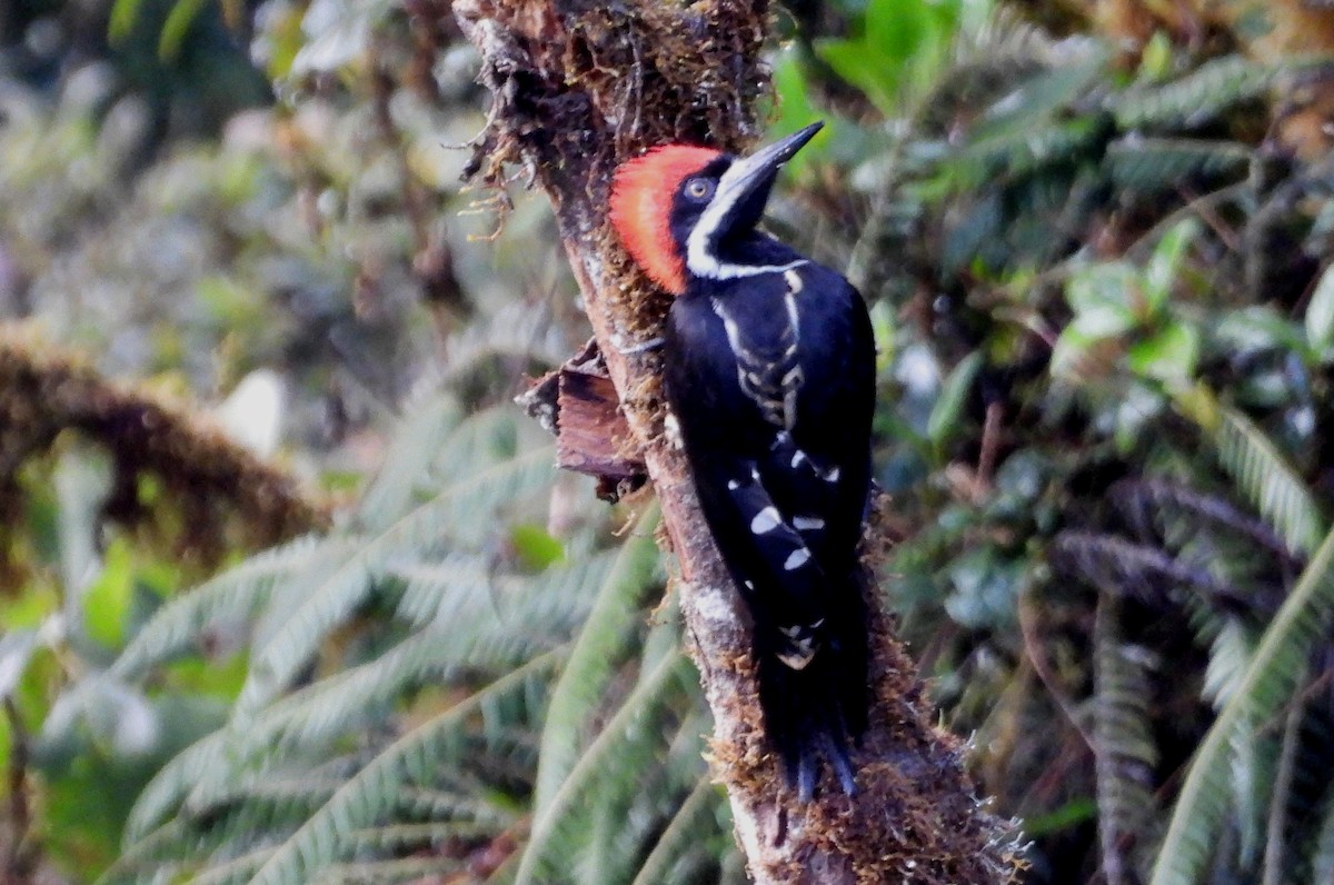 Powerful Woodpecker - ML636133605