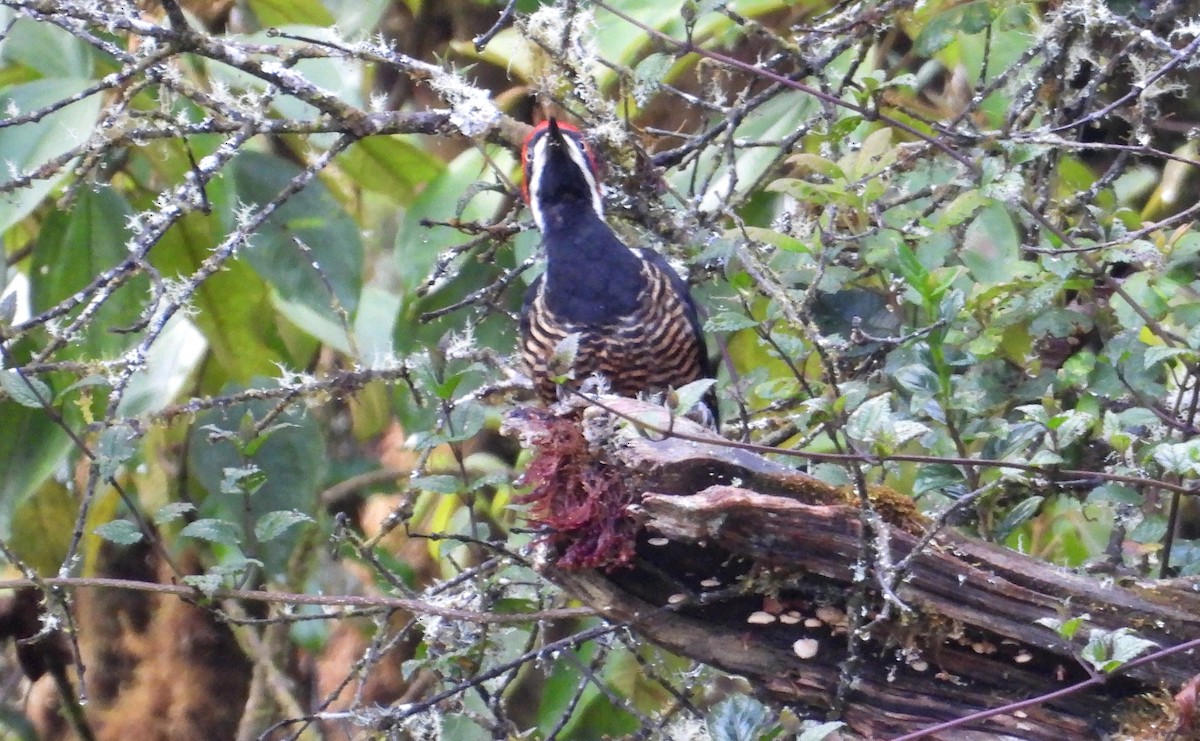 Powerful Woodpecker - ML636133607
