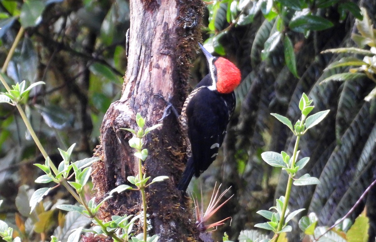 Powerful Woodpecker - ML636133609