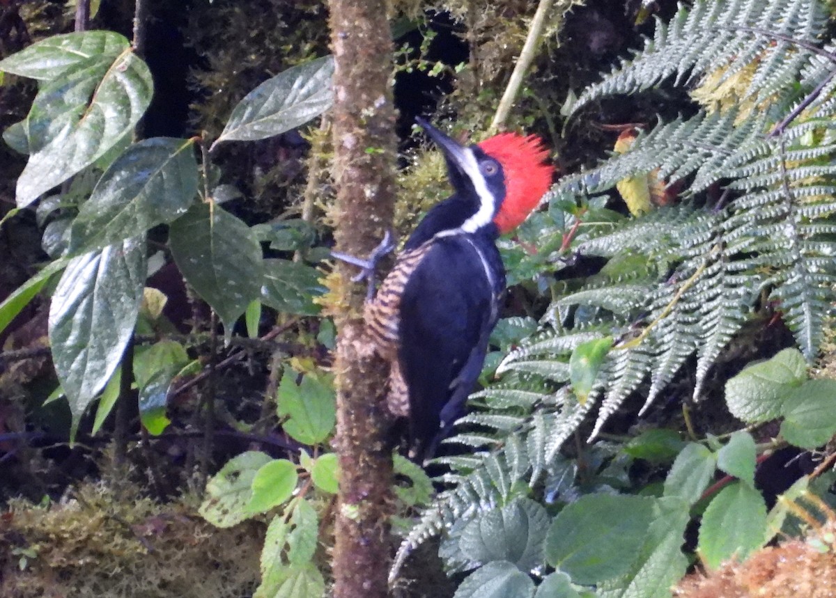 Powerful Woodpecker - ML636133611