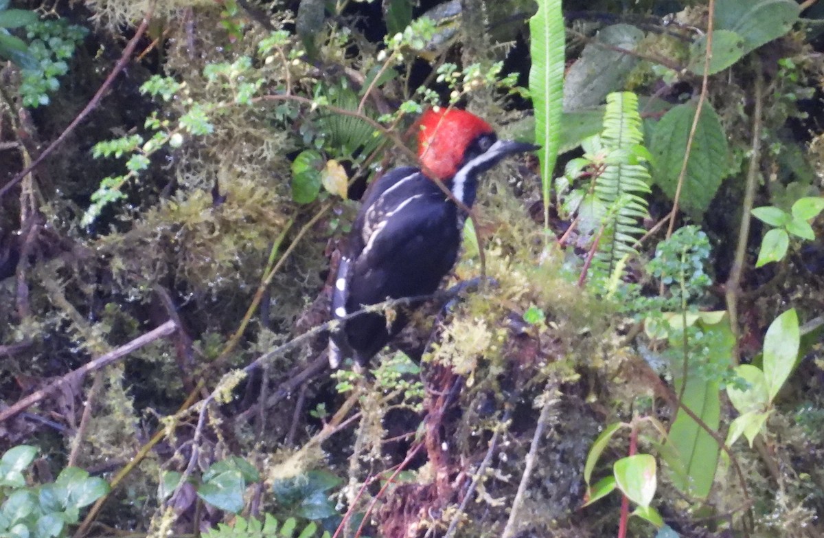 Powerful Woodpecker - ML636133612