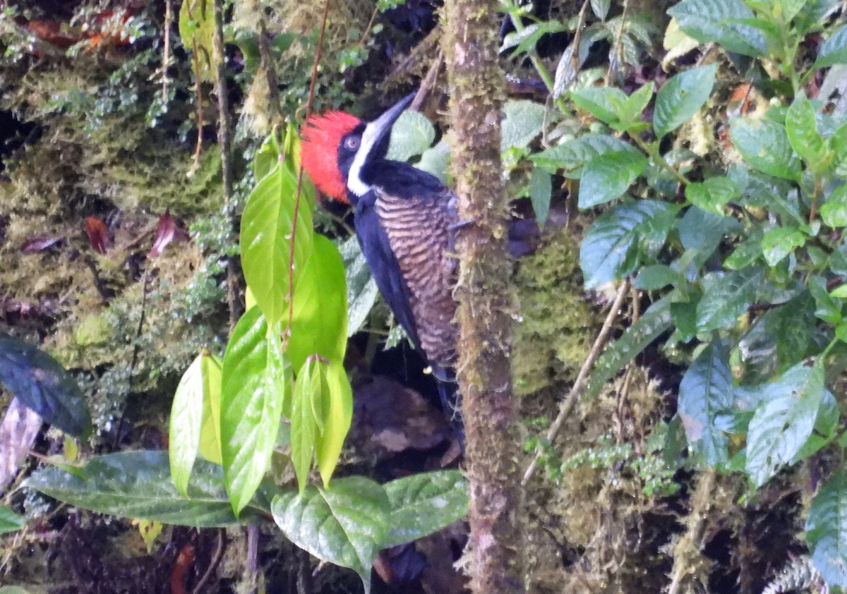 Powerful Woodpecker - ML636133613