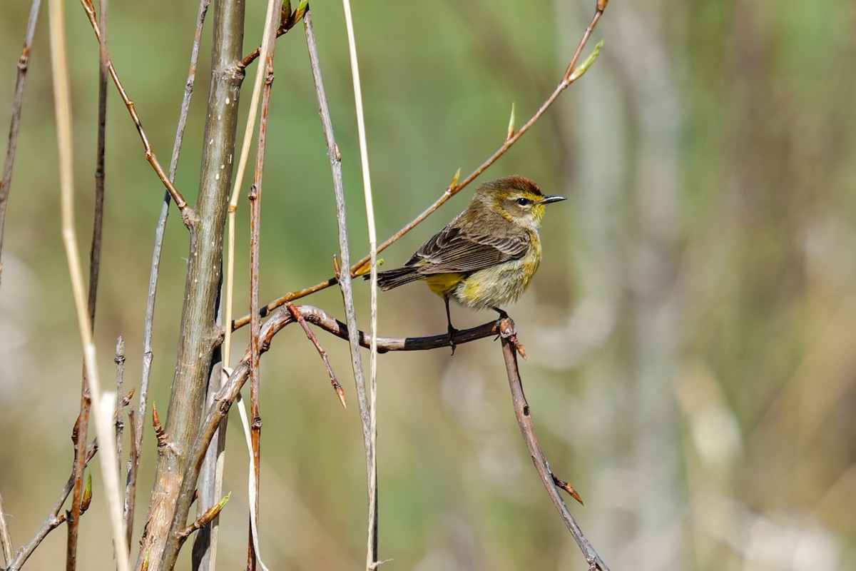 Palm Warbler - ML636133622