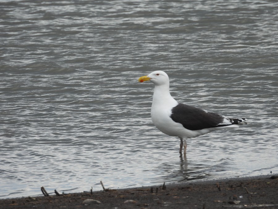 Great Black-backed Gull - Victoria Tricarico