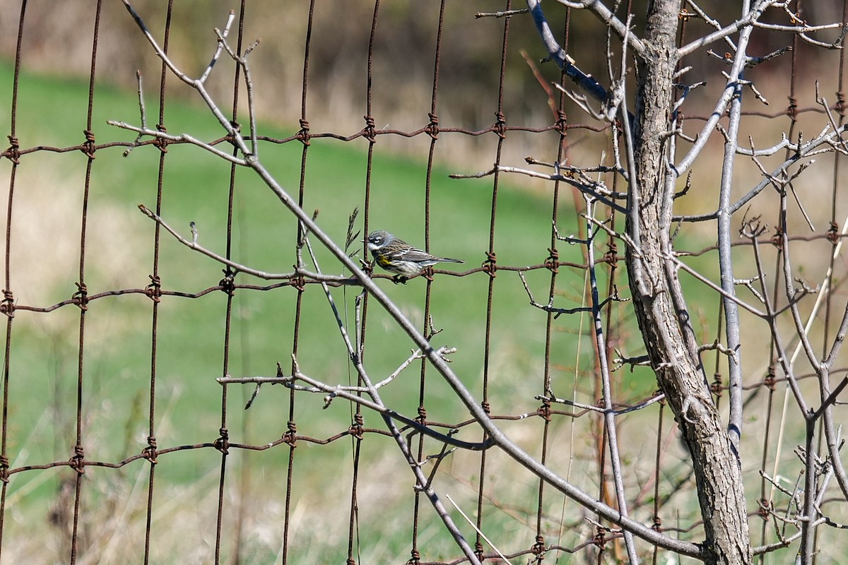 Yellow-rumped Warbler (Myrtle) - ML636133646