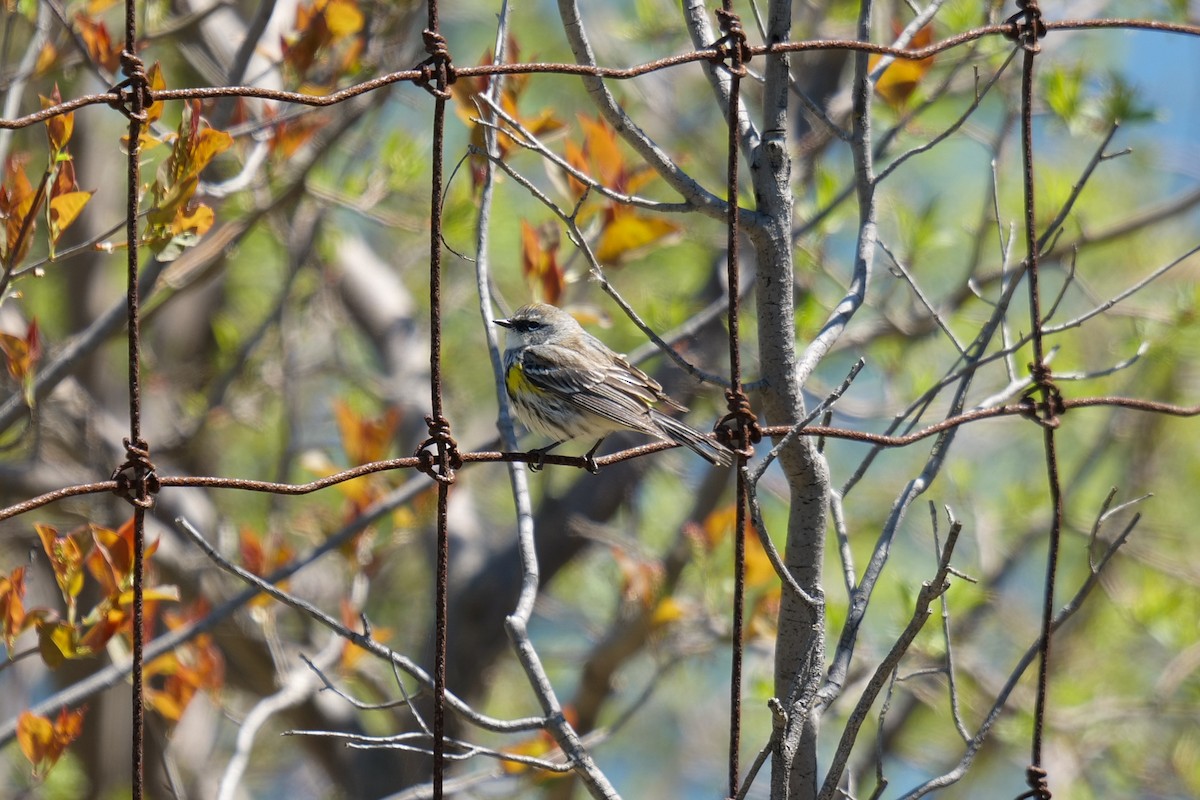 Yellow-rumped Warbler (Myrtle) - ML636133647