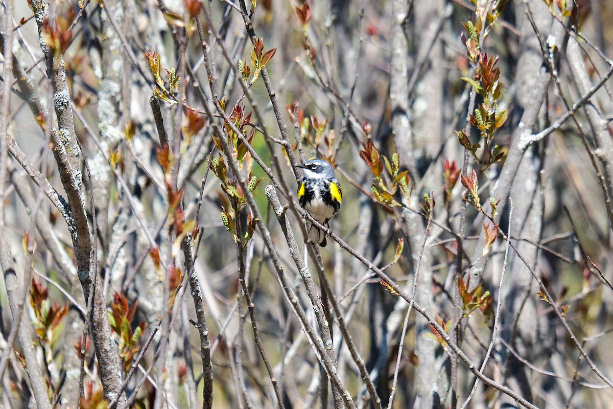 Yellow-rumped Warbler (Myrtle) - ML636133649