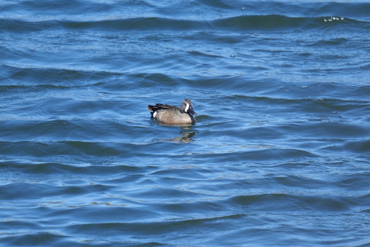 Blue-winged Teal - ML636133744