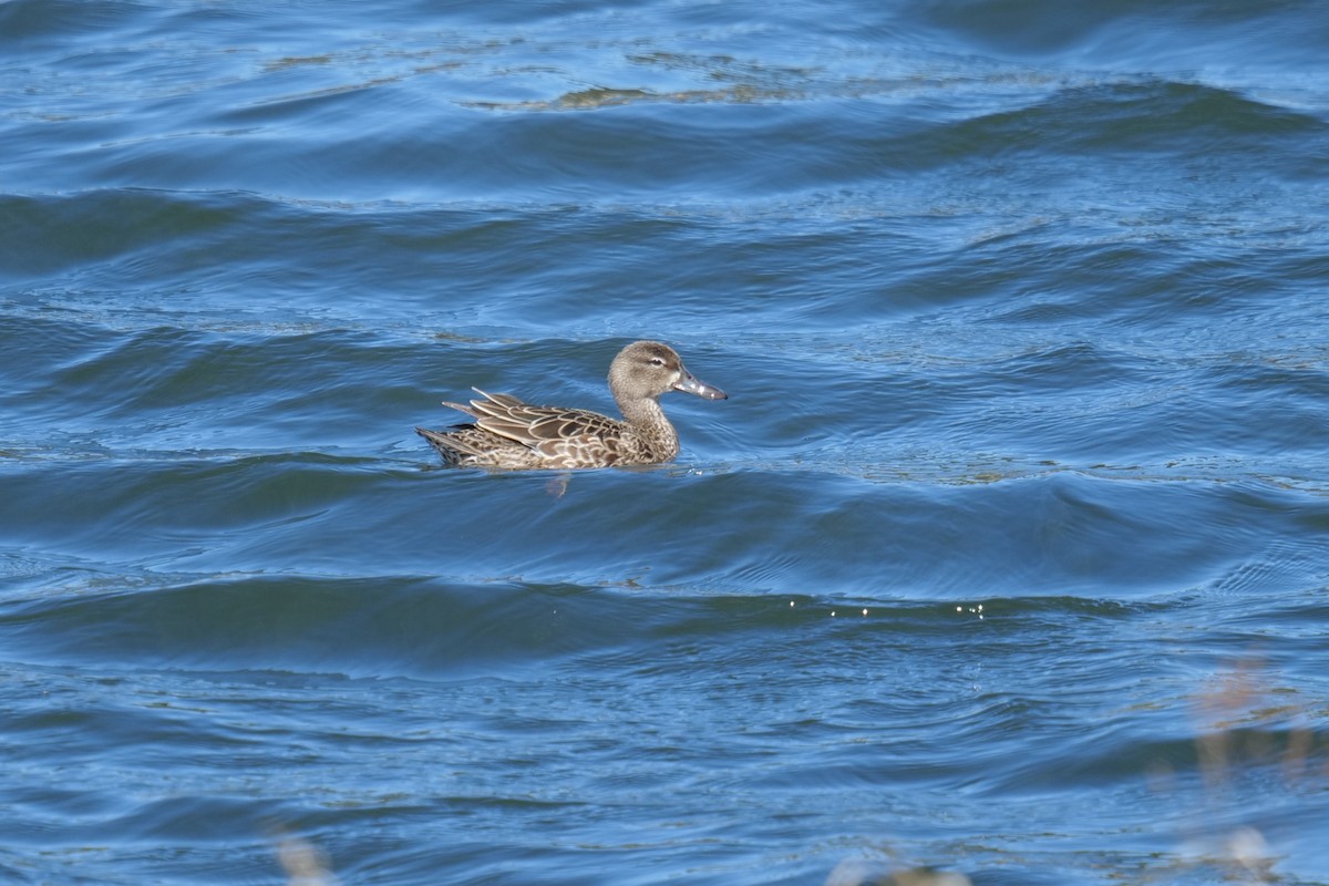 Blue-winged Teal - ML636133745