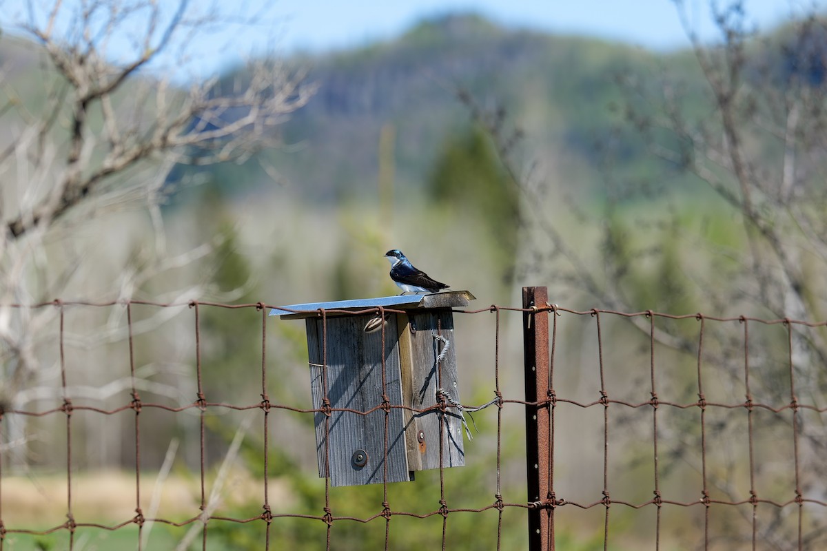 Tree Swallow - ML636133794