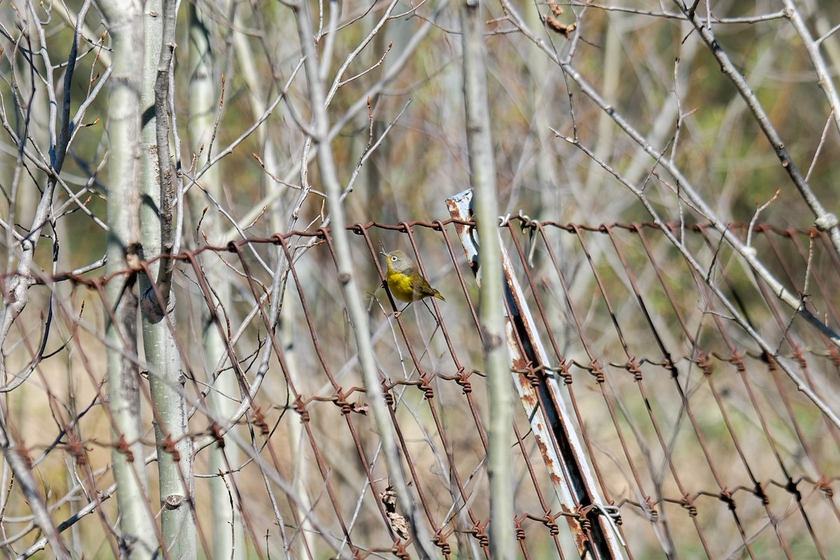 Nashville Warbler - ML636133813