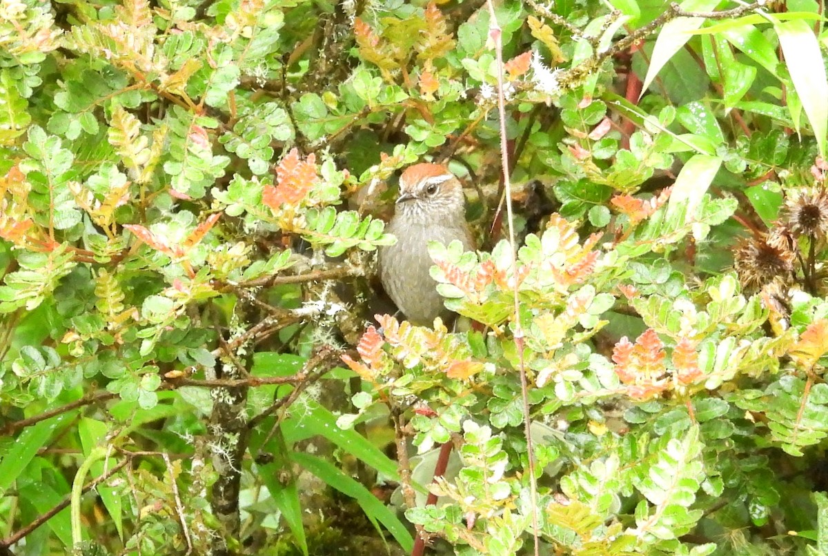 White-chinned Thistletail - ML636133816