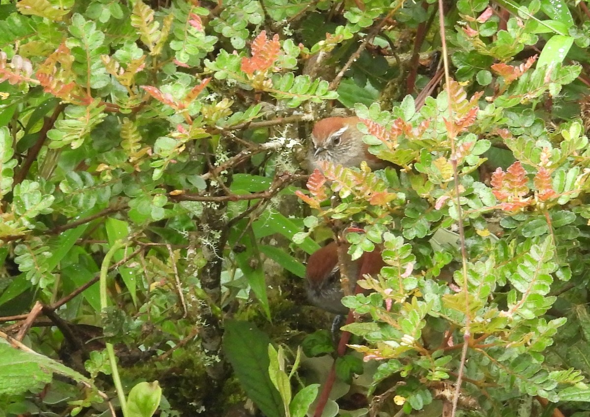 White-chinned Thistletail - ML636133818