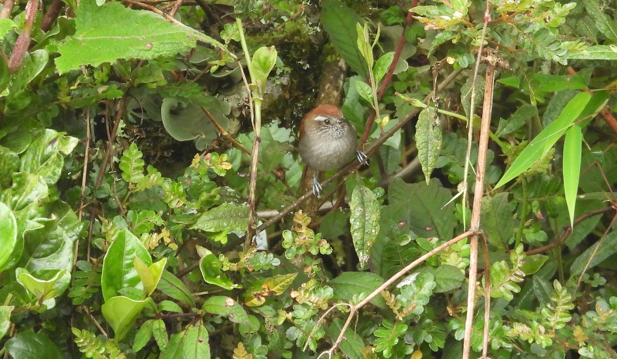 White-chinned Thistletail - ML636133819