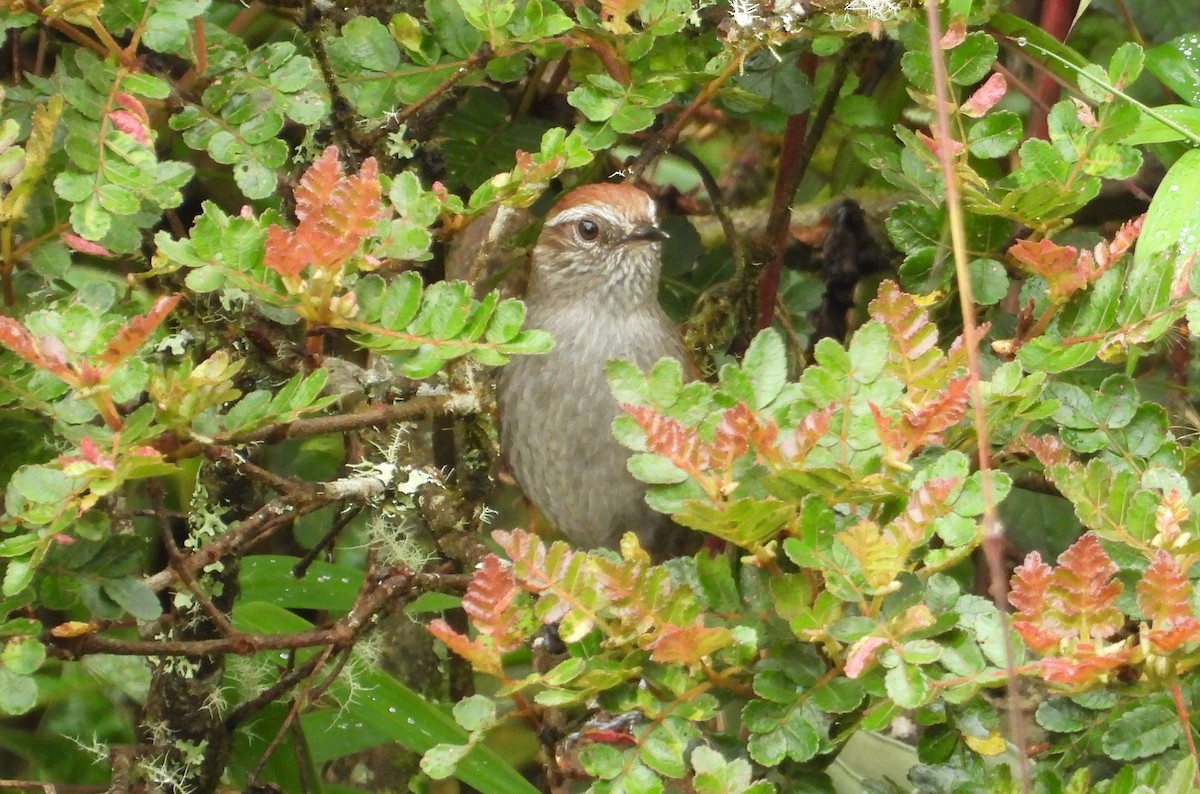 White-chinned Thistletail - ML636133822