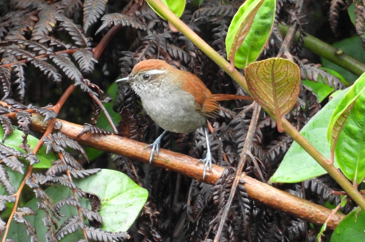 White-chinned Thistletail - ML636133823