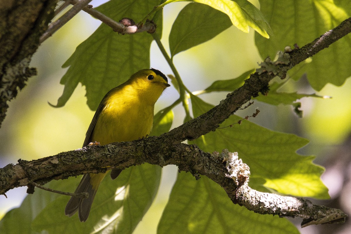 Wilson's Warbler - ML636133824