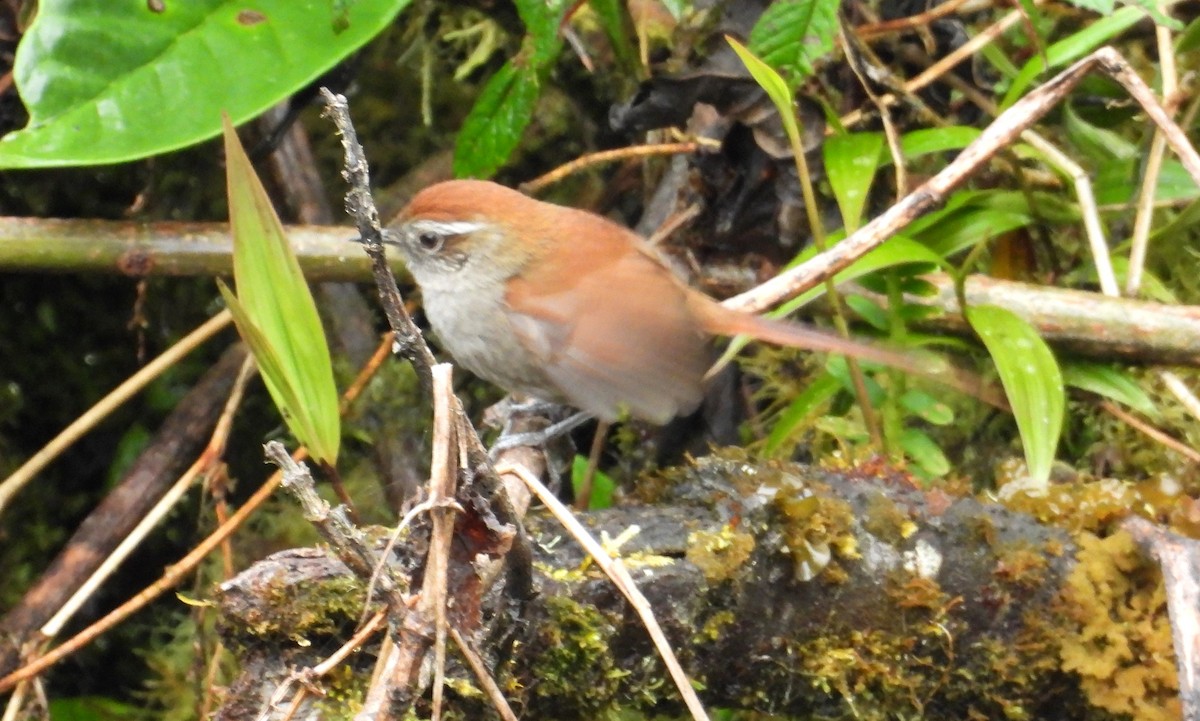 White-chinned Thistletail - ML636133825