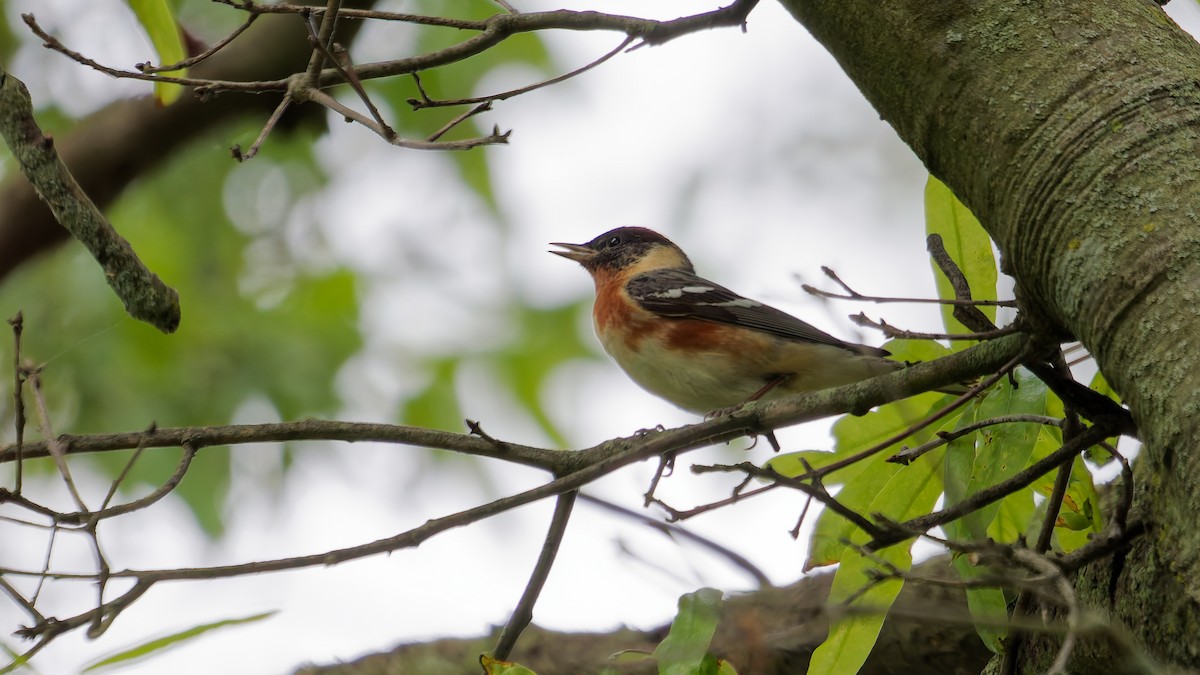 Bay-breasted Warbler - ML636133878