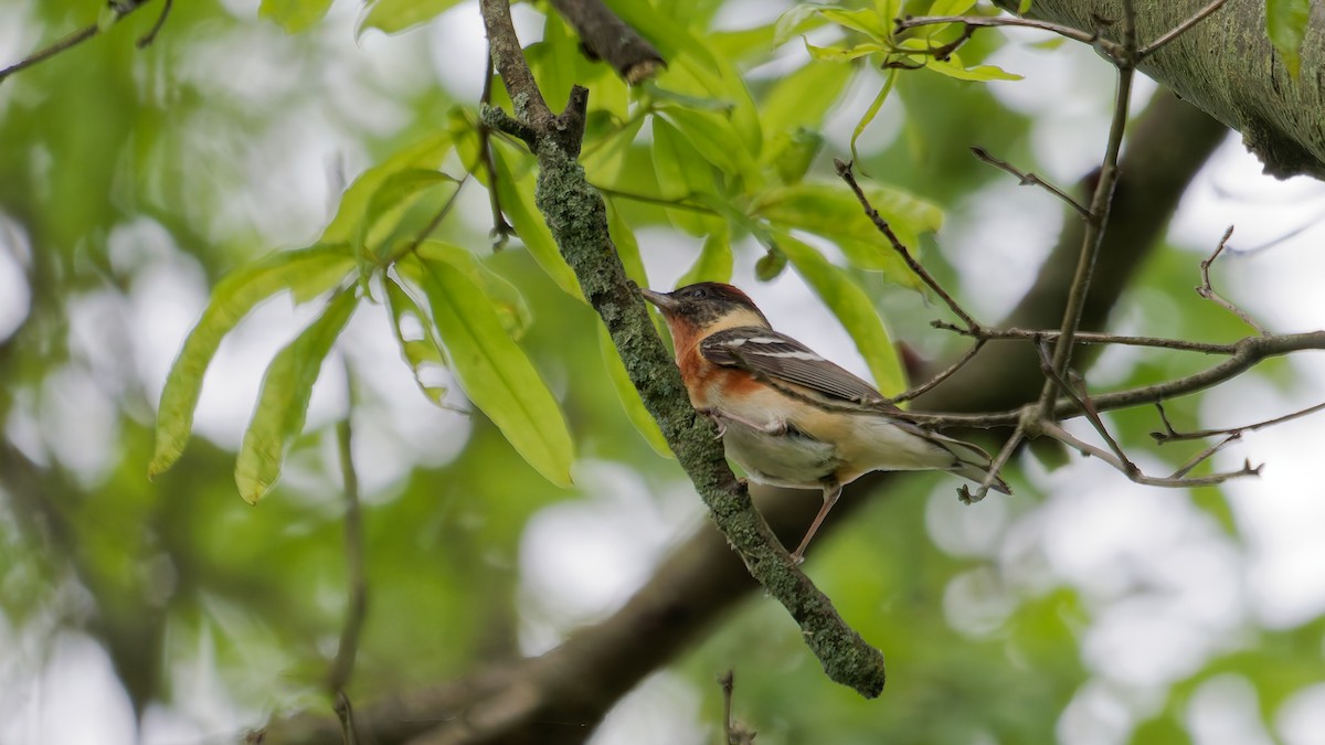 Bay-breasted Warbler - ML636133879