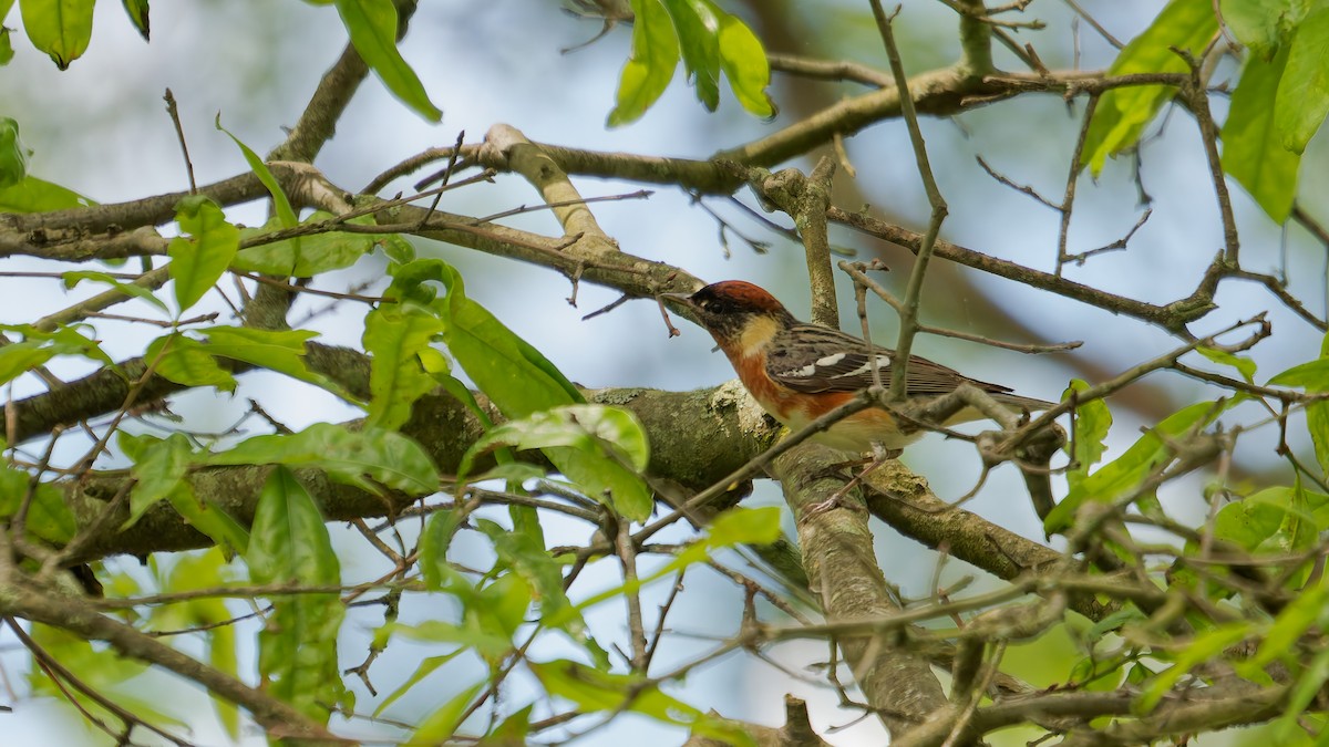 Bay-breasted Warbler - ML636133880