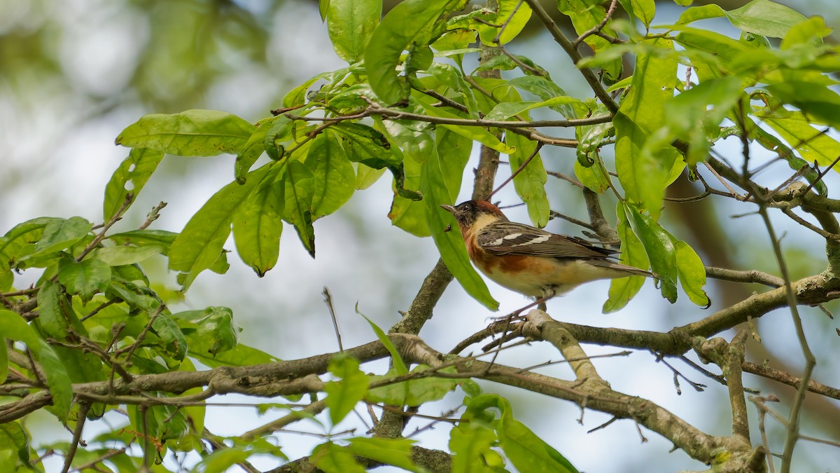 Bay-breasted Warbler - ML636133881
