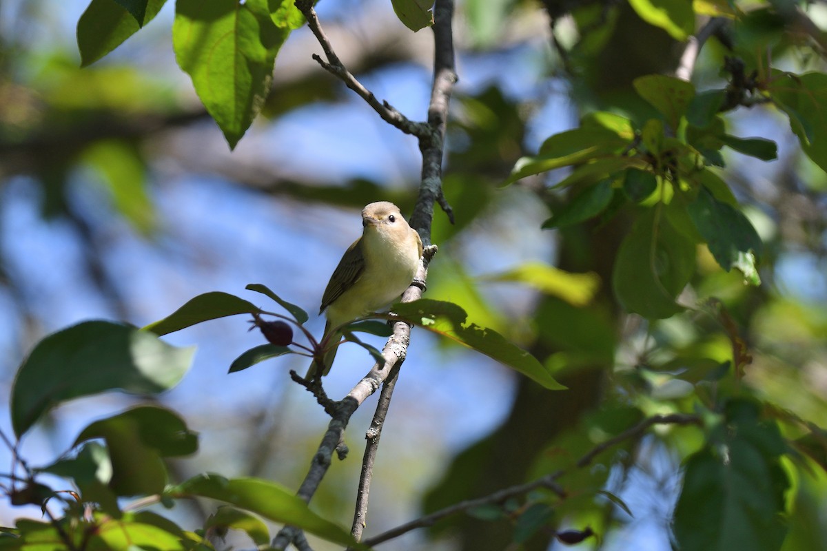 Vireo Gorjeador (gilvus) - ML636133894