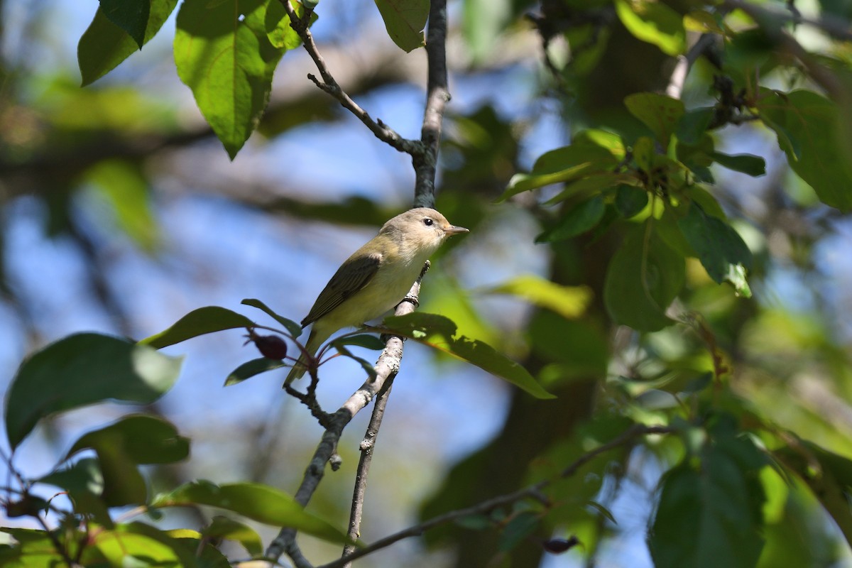 Vireo Gorjeador (gilvus) - ML636133895