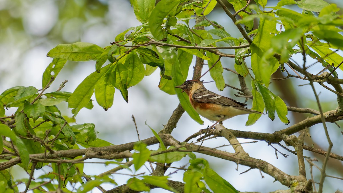 Bay-breasted Warbler - ML636133901