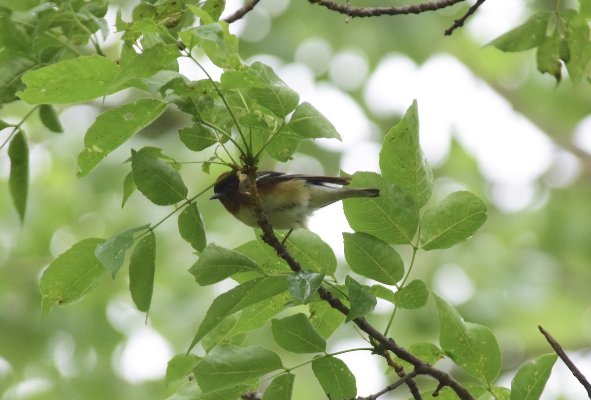 Bay-breasted Warbler - ML636133935