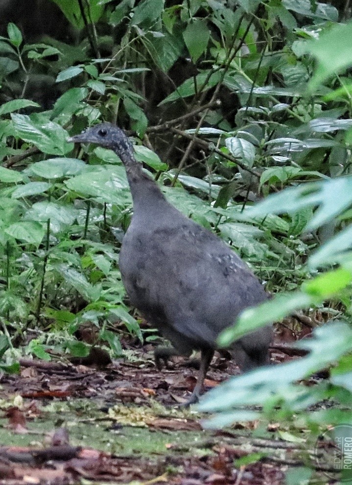 Gray Tinamou - ML636134111